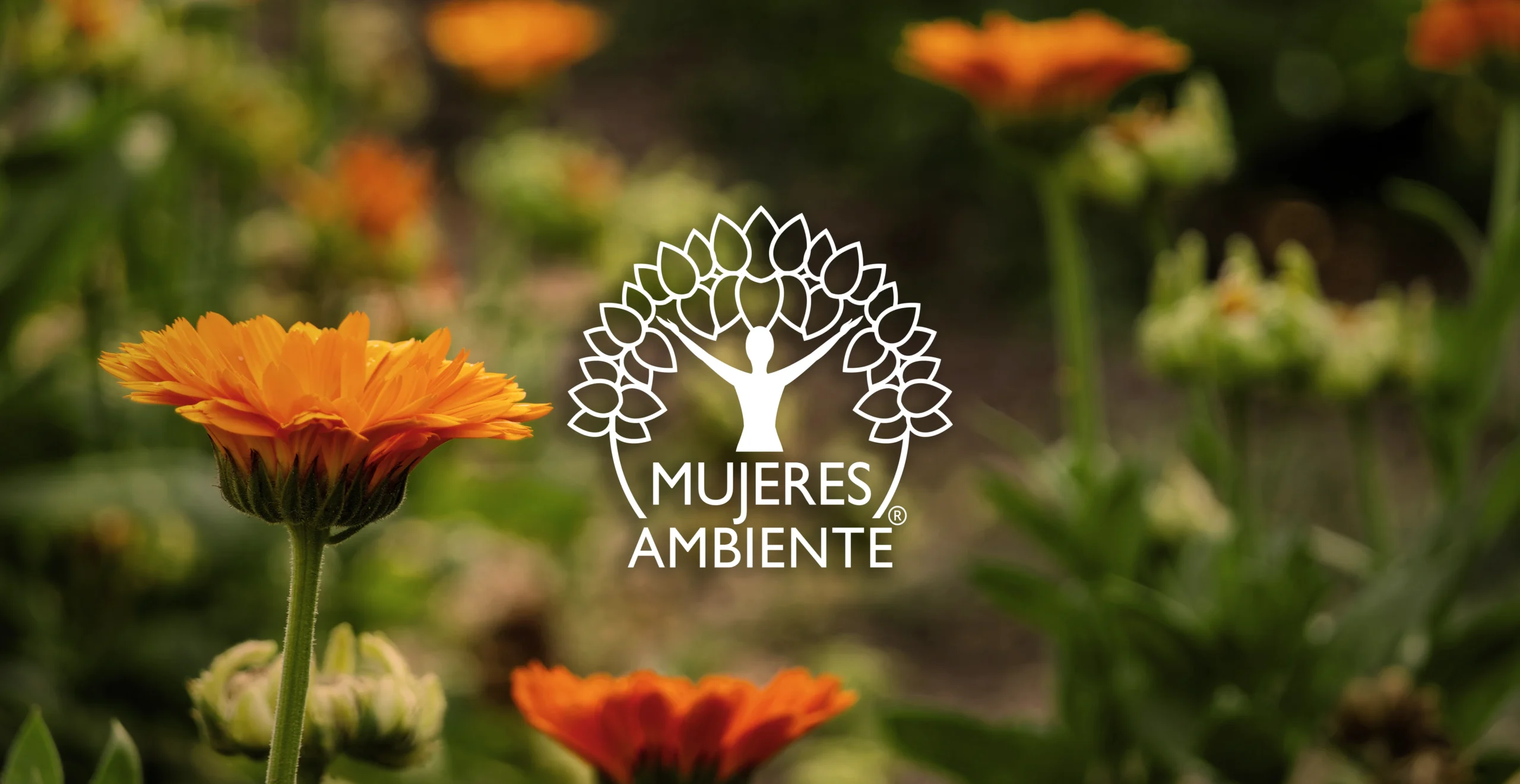 M&A_Inicio_Banner Calendula