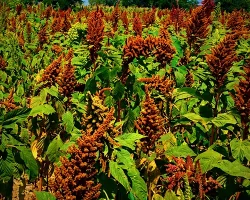 Hoja y semilla de amaranto