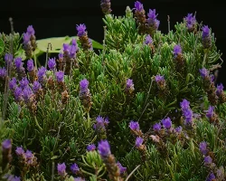 Lavanda