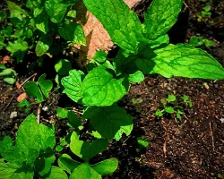 Menta